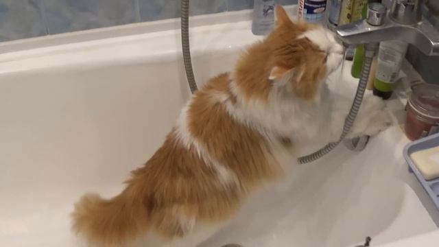 Котяра Персик #1 - он пьёт из под крана смотреть онлайн