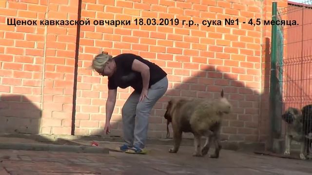 Продается щенок кавказская овчарка, сука 4,5 месяца. www.r-risk.ru +79262205603 Татьяна Ягодкина смотреть онлайн
