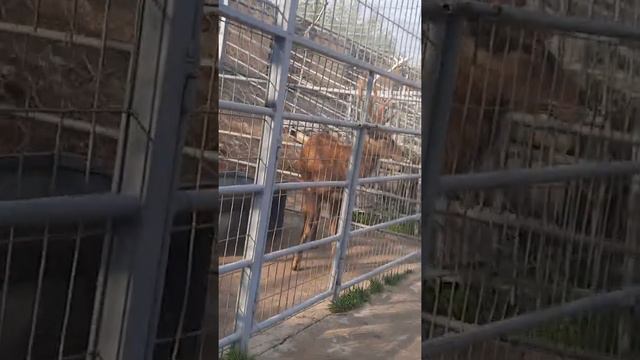 в зоопарке смотреть онлайн