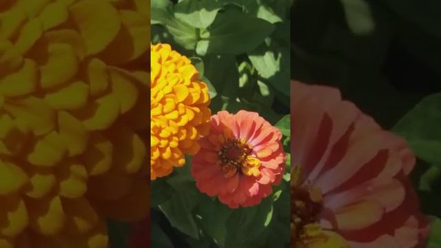 шмель смотреть онлайн