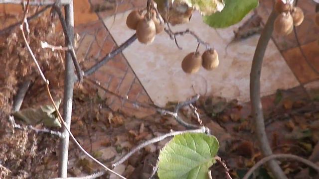 Вот так растут киви смотреть онлайн