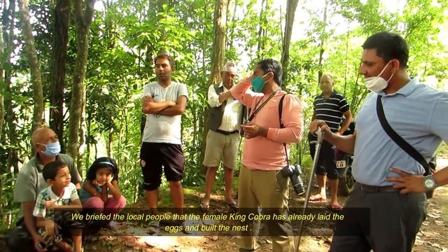 King Cobra (Ophiophagus hannah) || Nesting In Parbat || A Journey towards Conservation || смотреть онлайн