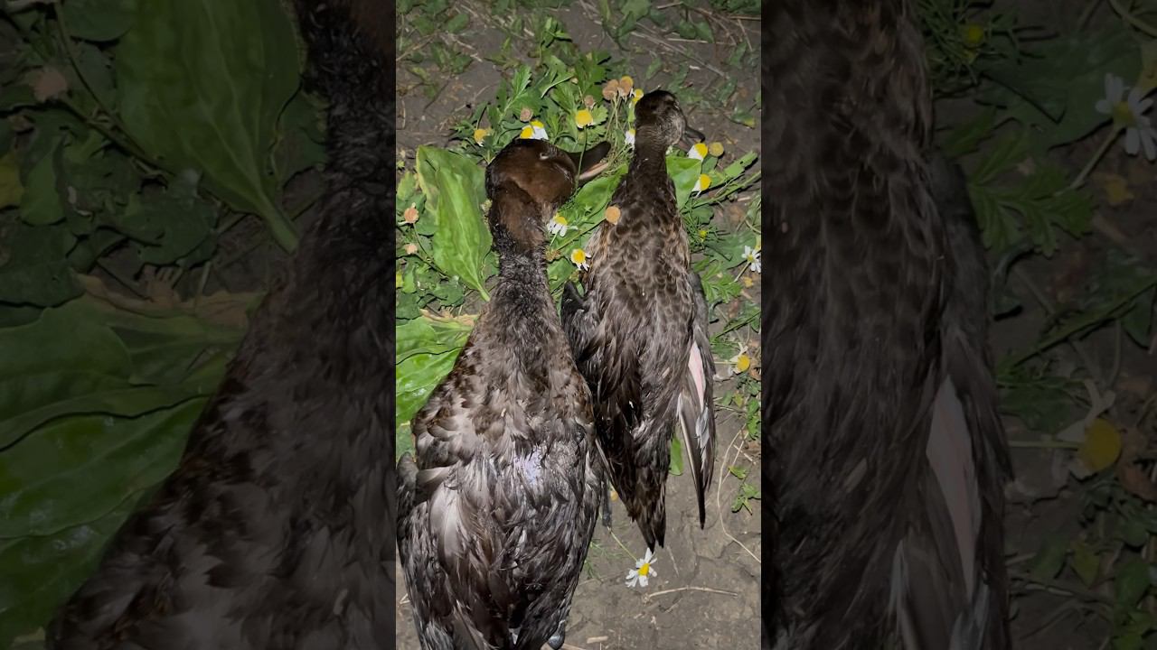 Открытие охоты 2024. Отчет #охота #охотаназайца #охотанагуся смотреть онлайн