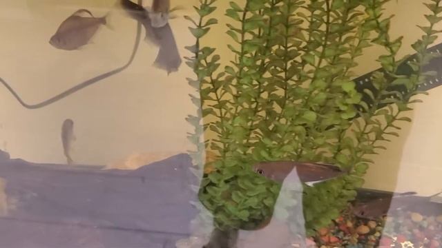 Red Congo Tetra Gorgeous male (2021) #shorts #XYY смотреть онлайн