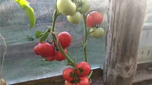 Томат "Примадонна F1" моё личное мнение об этом томате.