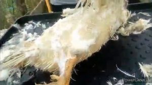 Как забить утку. Забой уток, ощипка белых уток.