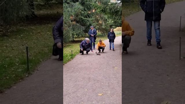 Осенний Петергоф ❗ смотреть онлайн