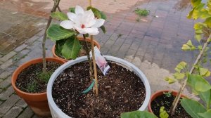 Magnolia «PINK BEAUTY»