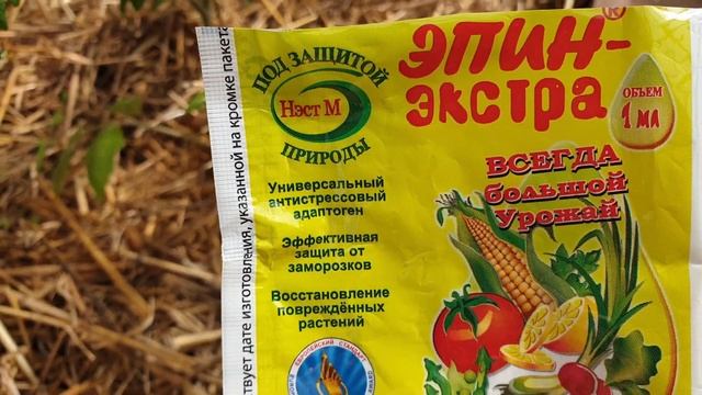 Ночные заморозки. Скорая помощь для спасения рассады. Реанимация рассады томатов. смотреть онлайн