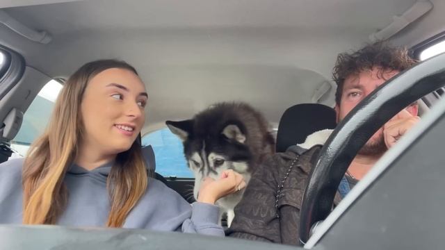 Day out with dad and Sherpa .. my car went into the garage смотреть онлайн