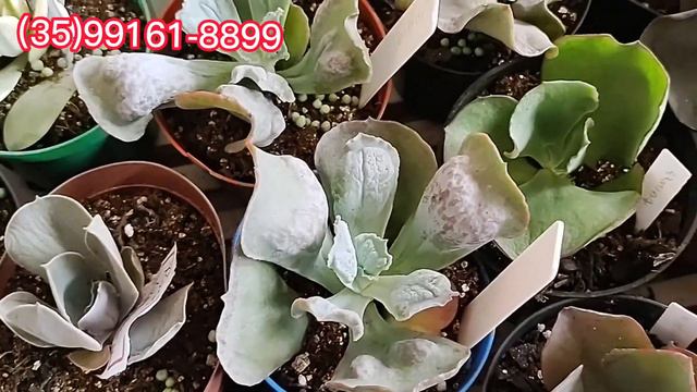 comprinhas Suculentas raras para coleção realizando sonhos #plantas #cactus #dicasdecultivo смотреть онлайн