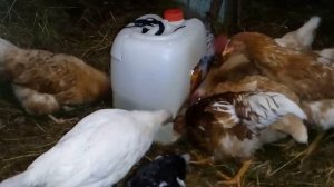 Самодельная кормушка для кур