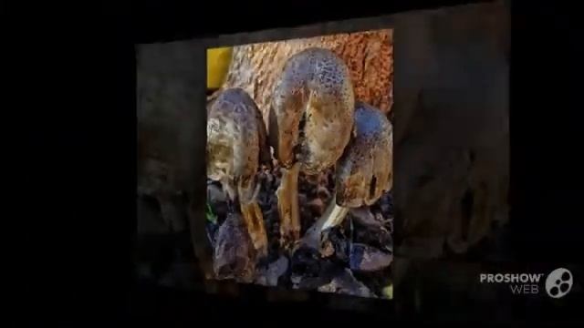 Coprinus romagnesianus - fungi kingdom смотреть онлайн