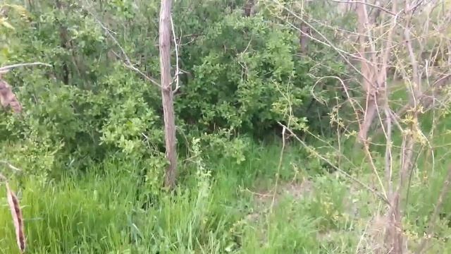 Где как и когда нужно расставлять ловушки? - Ловля роев. - Пчеловодство. смотреть онлайн