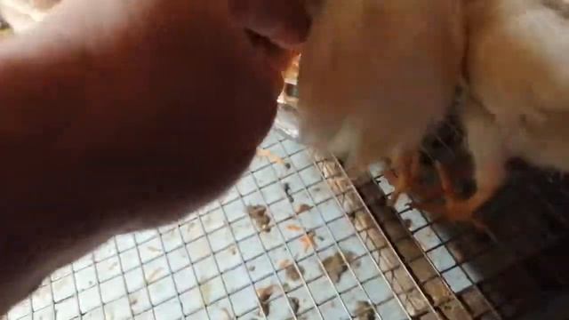 Тыква в рационе цыплят))) Полезные свойства тыквы))) смотреть онлайн