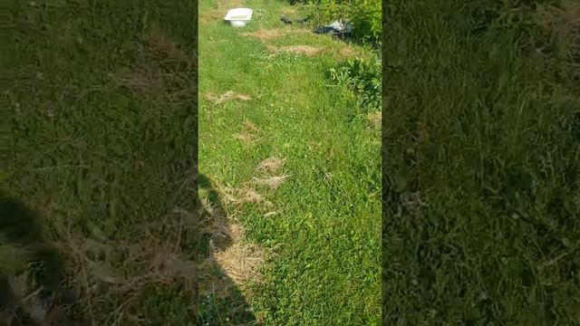 16 июля малина часть 1 на северо-западе Подмосковья