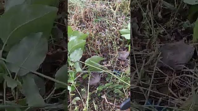 Удаление прикорневой поросли плодовых деревьев, ухаживаем за садом смотреть онлайн