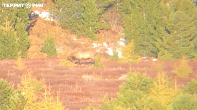 Охота в Сибири. Охота на марала. Охота на сибирского козерога. Организация охоты в Сибири. смотреть онлайн
