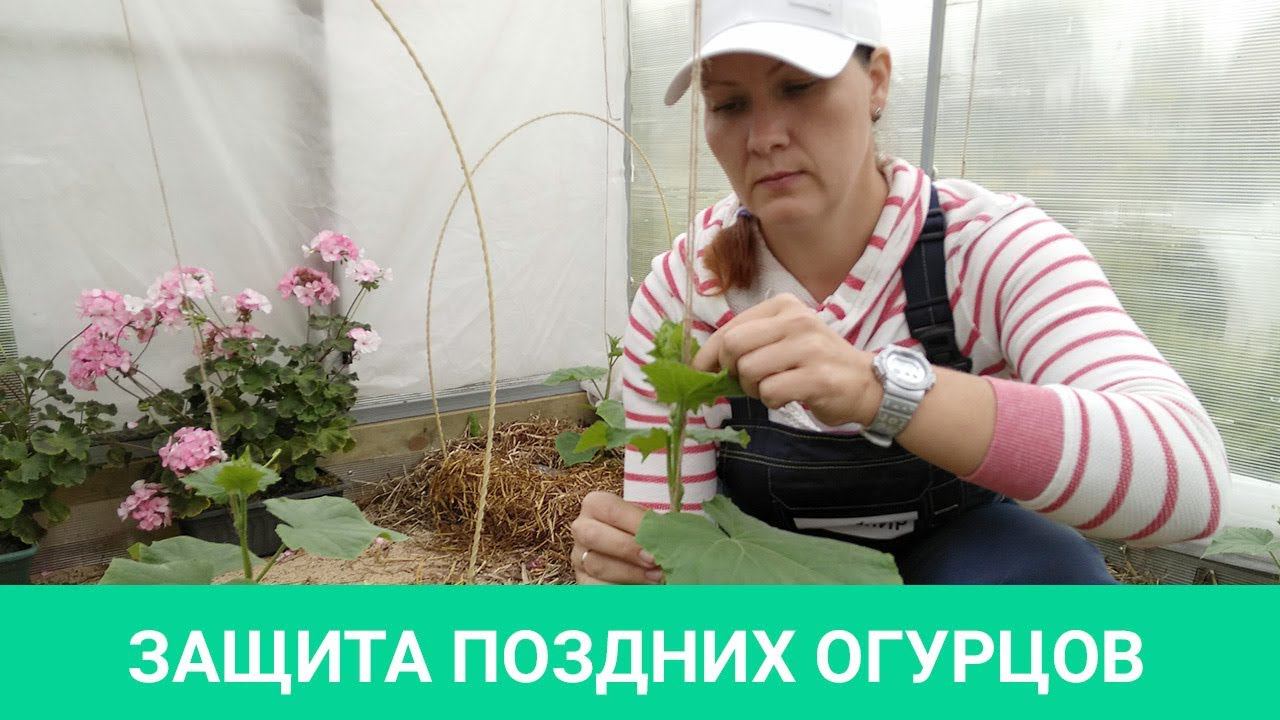 Защита поздних огурцов смотреть онлайн