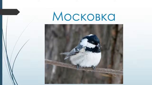 Виды синиц смотреть онлайн