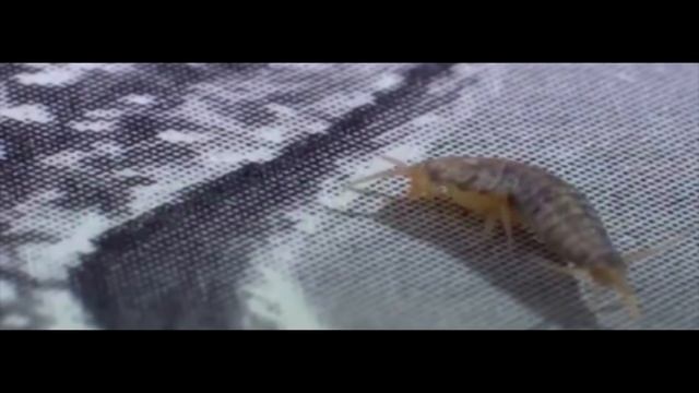 Серое насекомое в ванной - сахарная чешуйница смотреть онлайн