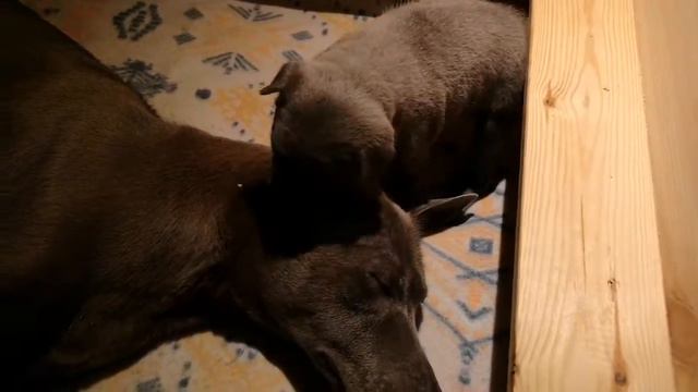 #Thai_Ridgeback puppies смотреть онлайн