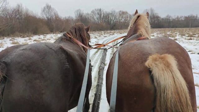 Коні???Ваговози. Усіх вітаю з новим роком 2022.. смотреть онлайн