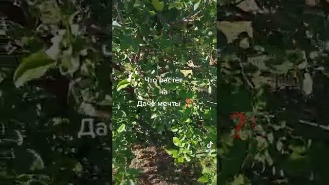 Дача мечты Что растёт на нашей даче? смотреть онлайн