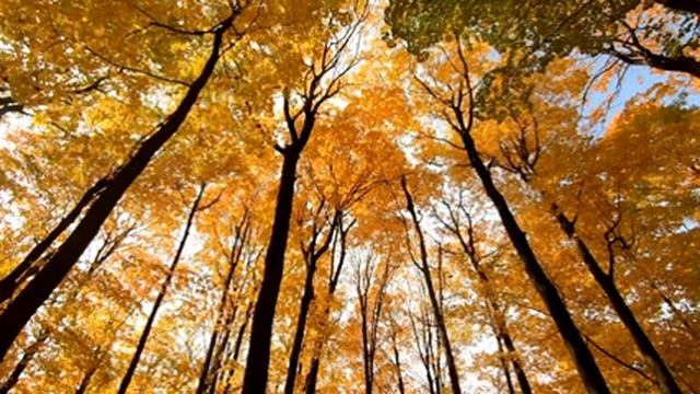 1 Hour Classical Music for relaxation, meditation - Классическая музыка для учёбы, сна #6 смотреть онлайн