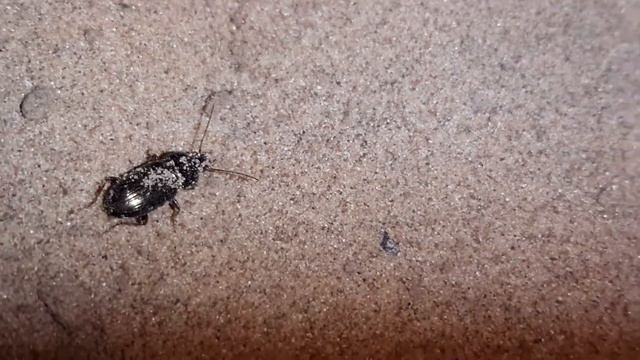 Очень большой богомол съел человека смотреть онлайн