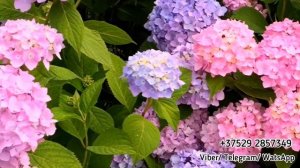 Обзор крупнолистной гортензии Endless Summer Original. Выращивание в открытом грунте. Беларусь