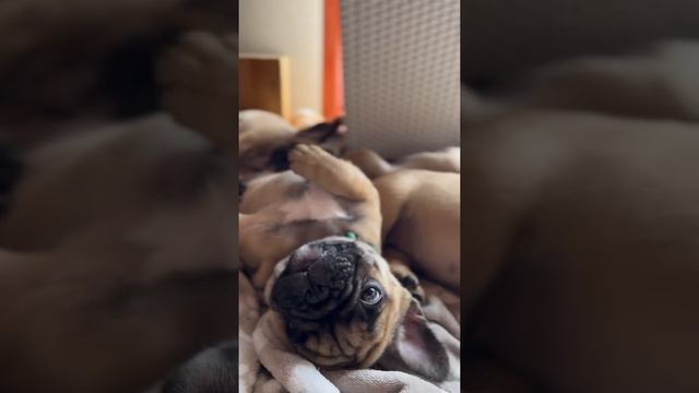 Щенки французского бульдога смотреть онлайн