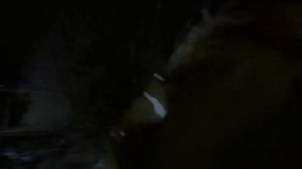 The Troll Hunter 2010 DVDRip XviD AC3 MXCX