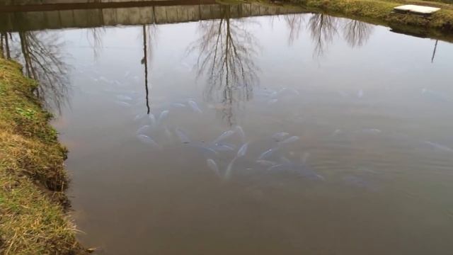 Ратайчицы .Аренда.Обустройство. Зарыбление пруда часть 1 смотреть онлайн