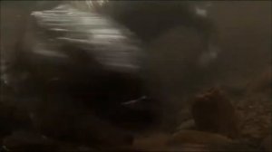 Могучий Русский лес | Все красоты природы России | Тайга