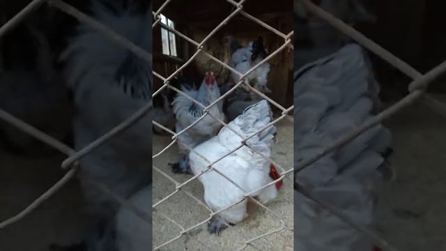 light brahma chicken (Columbian), светлая брама(колумбийская) молодняк смотреть онлайн