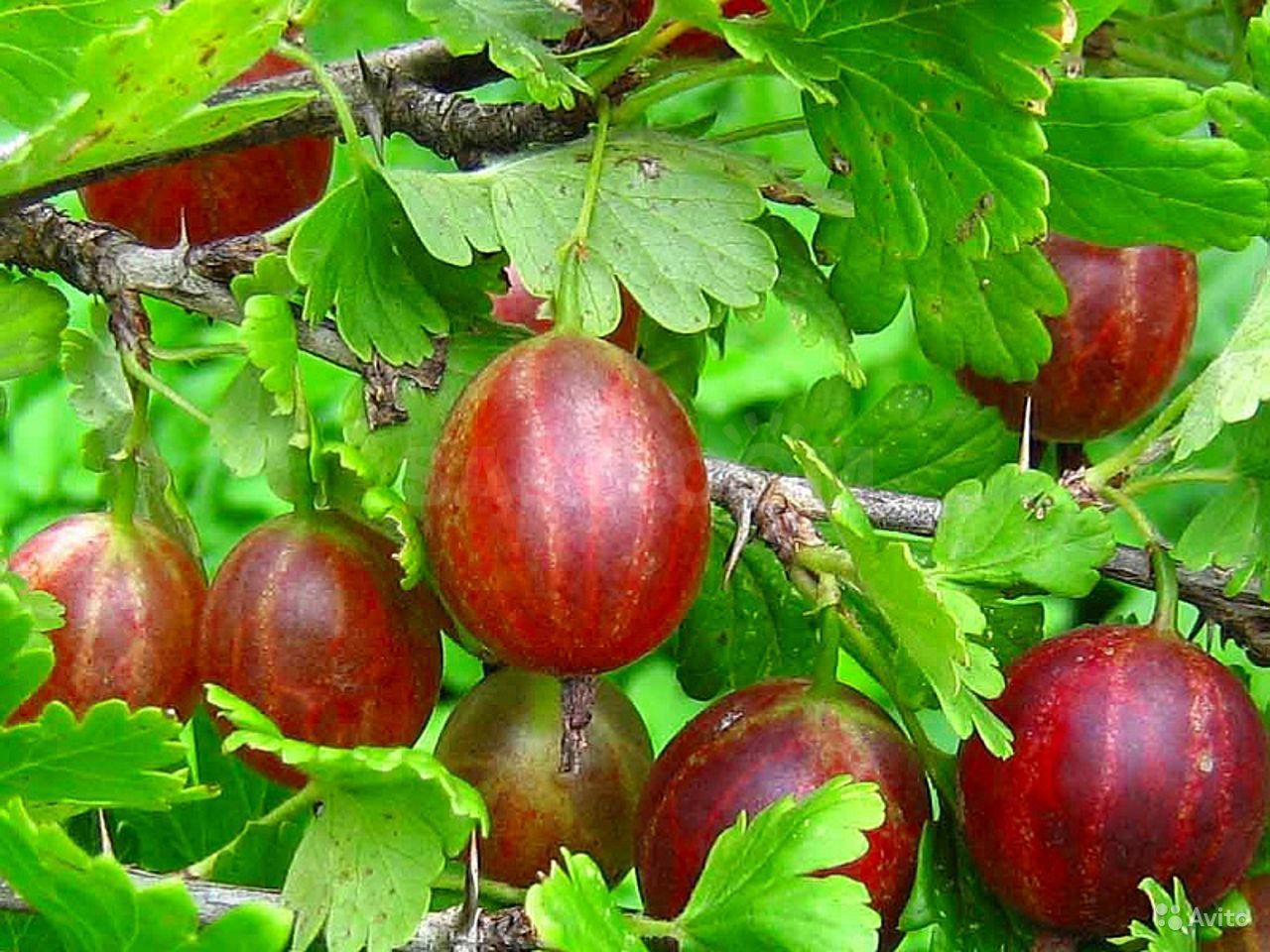 Весенняя обработка крыжовника от болезней и вредителей