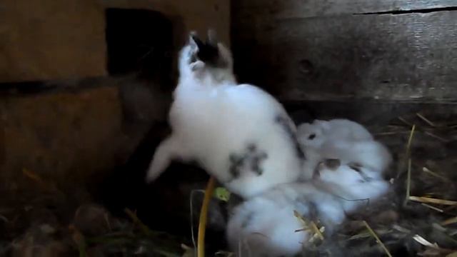 Маленький крольчонок учится прыгать.Little bunny learns to jump. смотреть онлайн