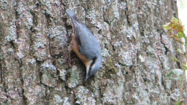 Eurasian Nuthatch / Sitta europaea смотреть онлайн