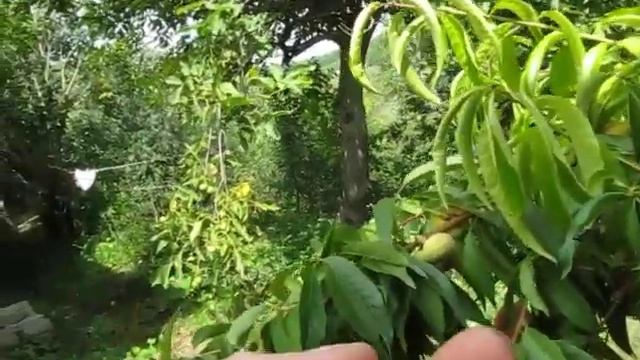 Персик Бельмондо смотреть онлайн