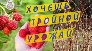 Начал делать ЭТО с МАЛИНОЙ! Теперь не знаю, куда девать УРОЖАЙ! Весенний этап двойной обрезки! ВАЖНО