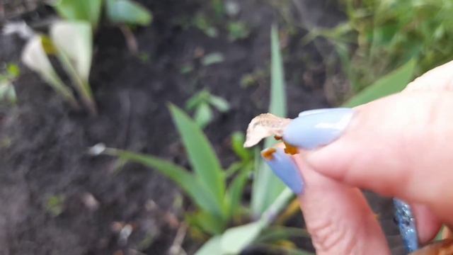 ПОЧЕМУ НЕ ЦВЕТУТ ИРИСЫ? Личинки ирисовой мухи. Как с ними бороться? смотреть онлайн