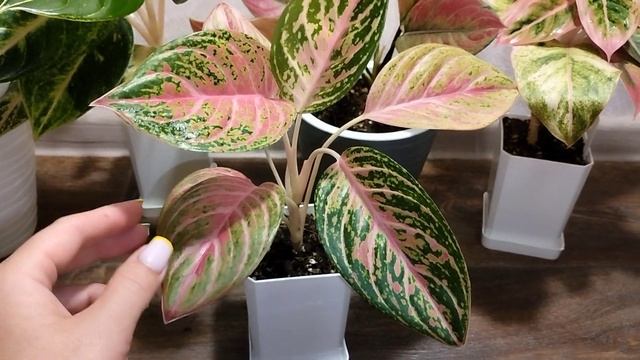 Аглаонемы. Коллекция аглаонем. смотреть онлайн