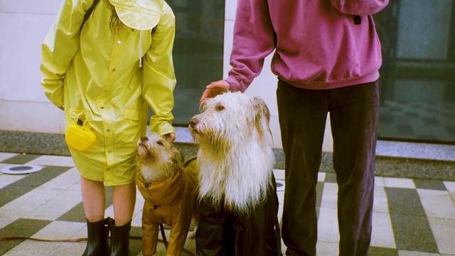 Смешные Животные ? и Красивая Музыка ? | Милые Прикольные и Всегда Любимые смотреть онлайн