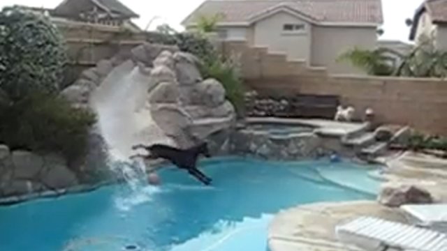Собака, которая любит водные горки смотреть онлайн