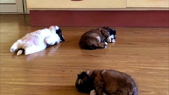 Благодаря своей манере сна щеночек стал звездой Интернета. Только посмотрите на это! смотреть онлайн