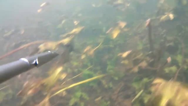 DEAF ПОДВОДНАЯ ОХОТА ЖУКОВКА 05/09/2018 смотреть онлайн