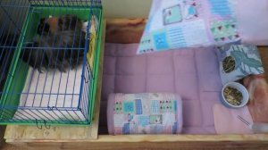 Обустраиваем жильё морским свинкам мальчикам. Guinea pigs.