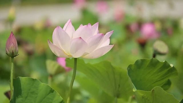 Чудесный Нежный Шепот Лепестков Лотоса Под Классическую Музыку