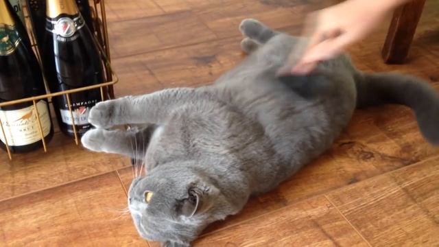 10 АНОМАЛЬНО БОЛЬШИХ КОШЕК В МИРЕ. Зомби Чез смотреть онлайн